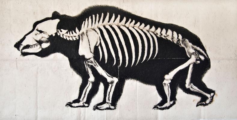 <B>Bestiaire</B> © <I>Irène Dacunha</I>